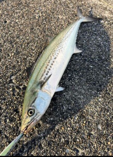 サゴシの釣果
