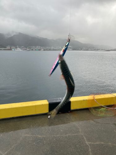 サバの釣果