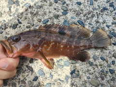 キジハタの釣果