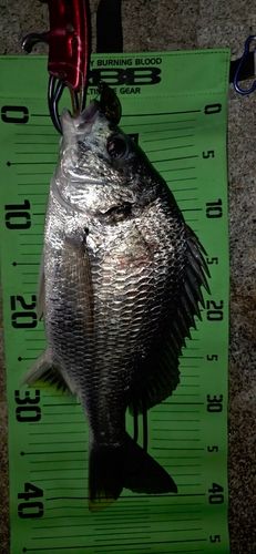 キビレの釣果