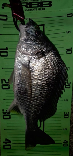 キビレの釣果