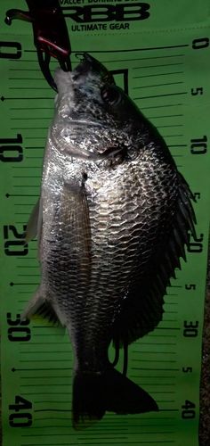 キビレの釣果
