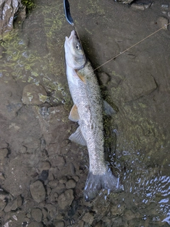ウグイの釣果