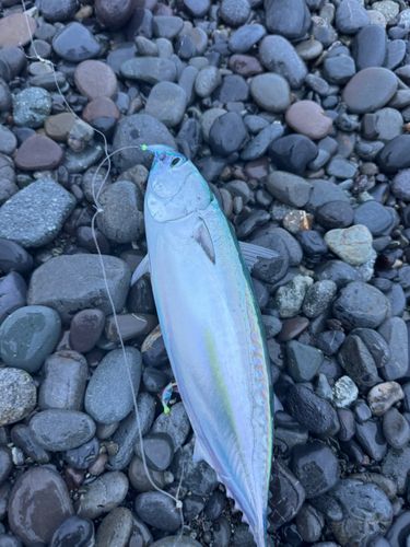 ソウダガツオの釣果