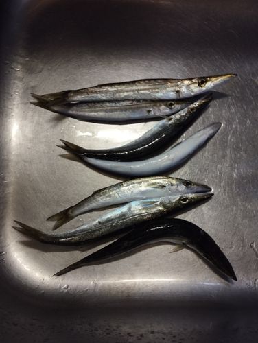 カマスの釣果
