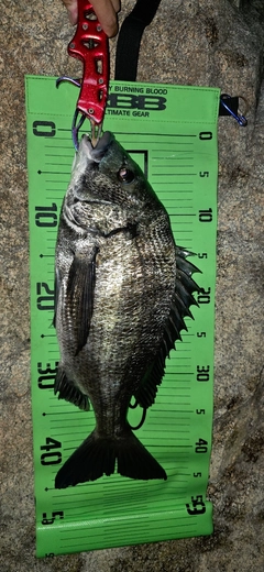 チヌの釣果