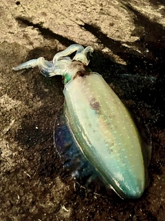 アオリイカの釣果