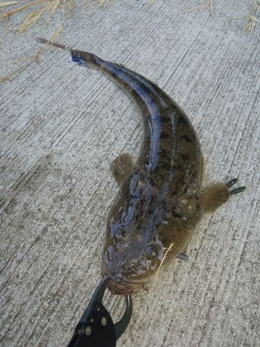 マゴチの釣果