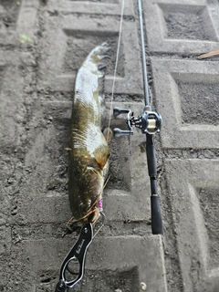 ニホンナマズの釣果
