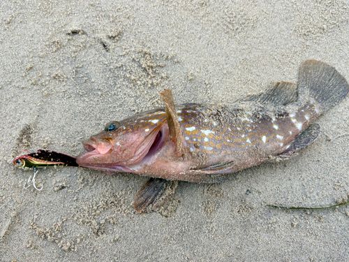 キジハタの釣果