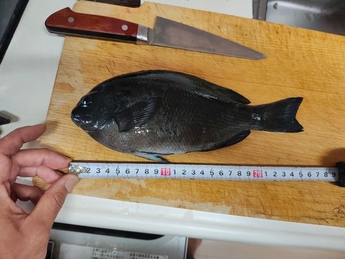 グレの釣果