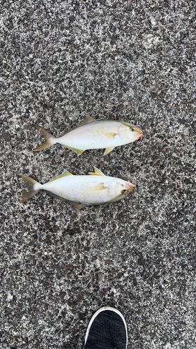 ショゴの釣果