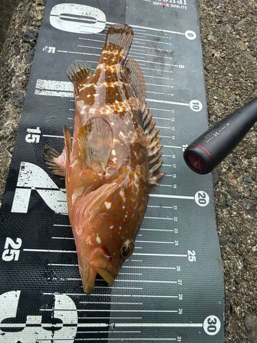 キジハタの釣果