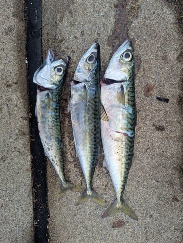 サバの釣果