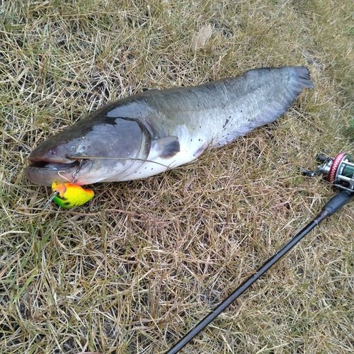 ナマズの釣果