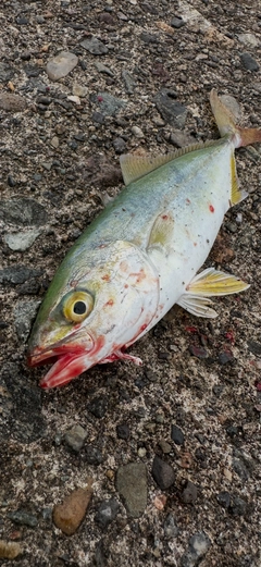 コゾクラの釣果