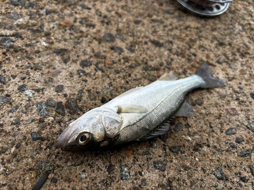 セイゴ（マルスズキ）の釣果