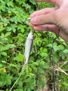 オイカワの釣果