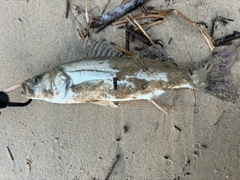 セイゴ（マルスズキ）の釣果