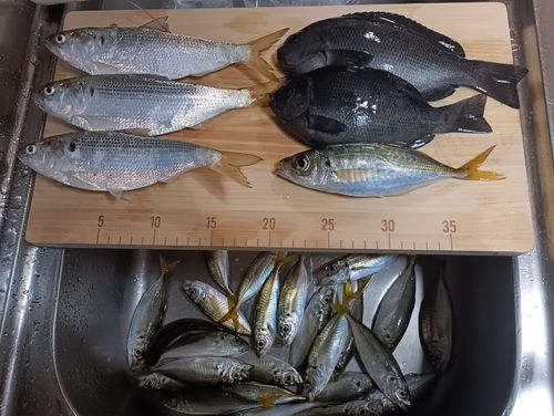 マアジの釣果