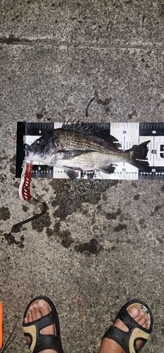 クロダイの釣果
