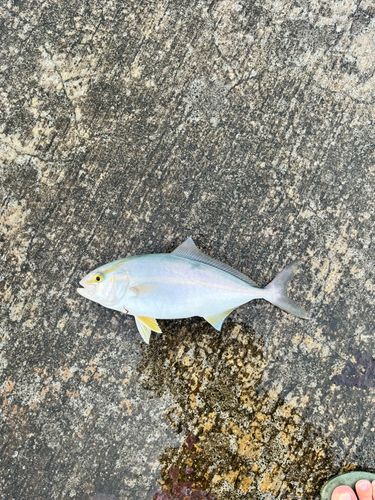 ショゴの釣果