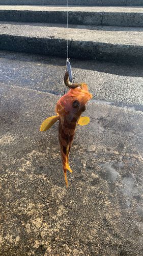 キジハタの釣果