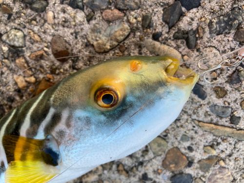フグの釣果