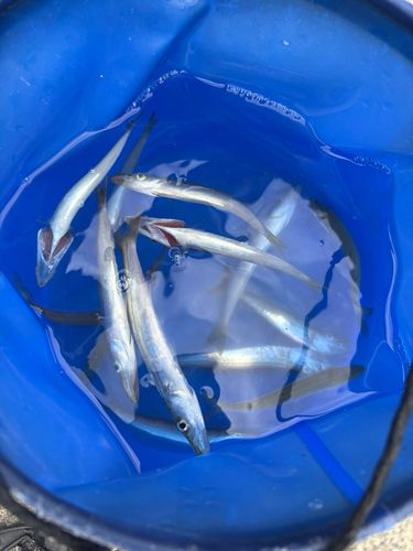 カマスの釣果