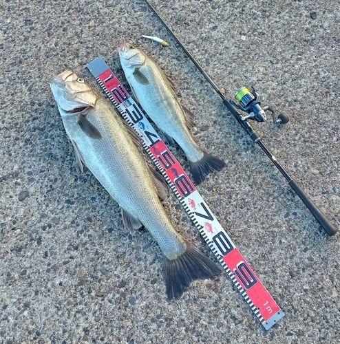 シーバスの釣果