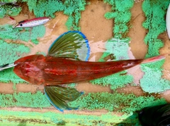 ホウボウの釣果