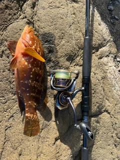 アコウの釣果