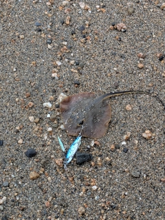 エイの釣果