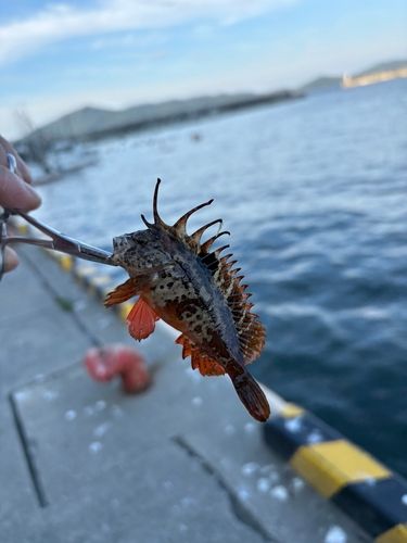 ハオコゼの釣果
