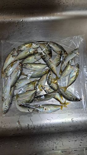 アジの釣果