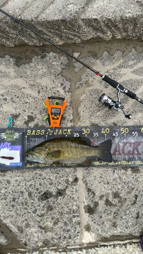 スモールマウスバスの釣果