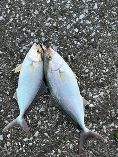 カンパチの釣果