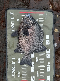 イシガキダイの釣果