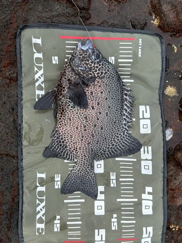 イシガキダイの釣果