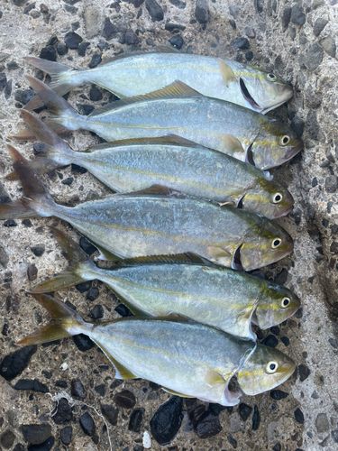 ネリゴの釣果