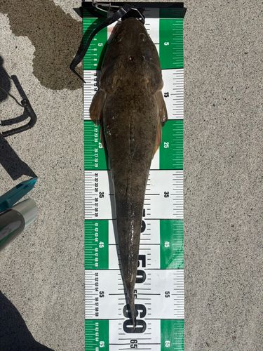 マゴチの釣果