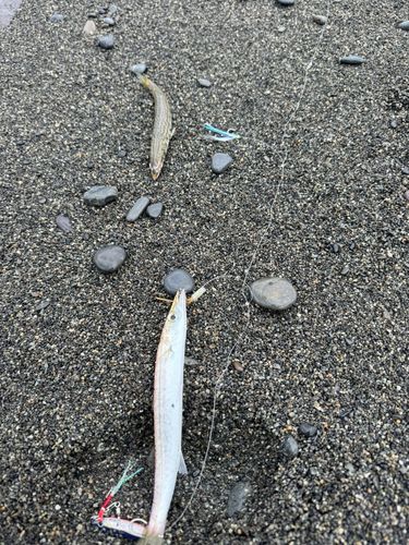 カマスの釣果