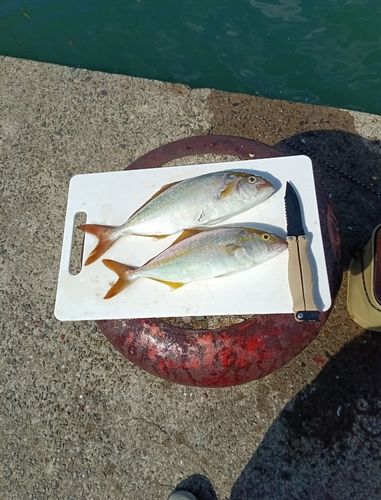 ショゴの釣果