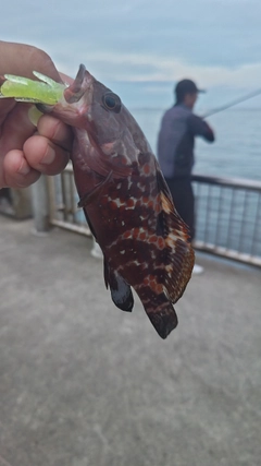 キジハタの釣果