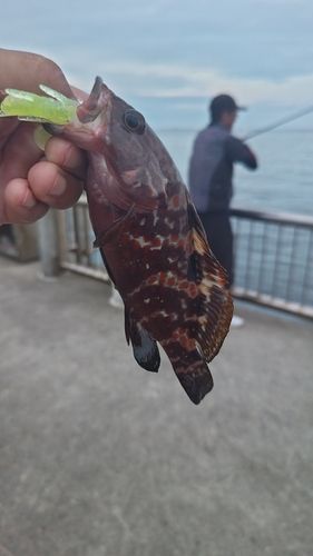 キジハタの釣果