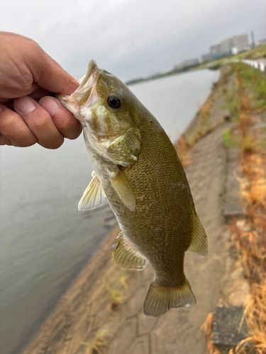 スモールマウスバスの釣果