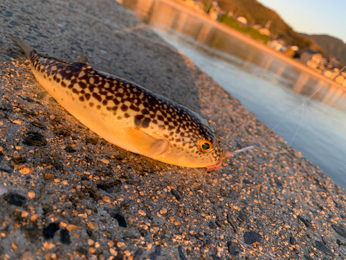 コモンフグの釣果