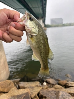 ラージマウスバスの釣果