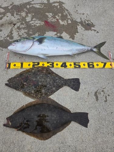 ヒラメの釣果
