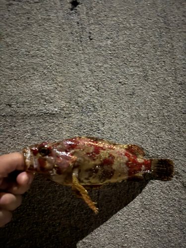 ヨロイメバルの釣果
